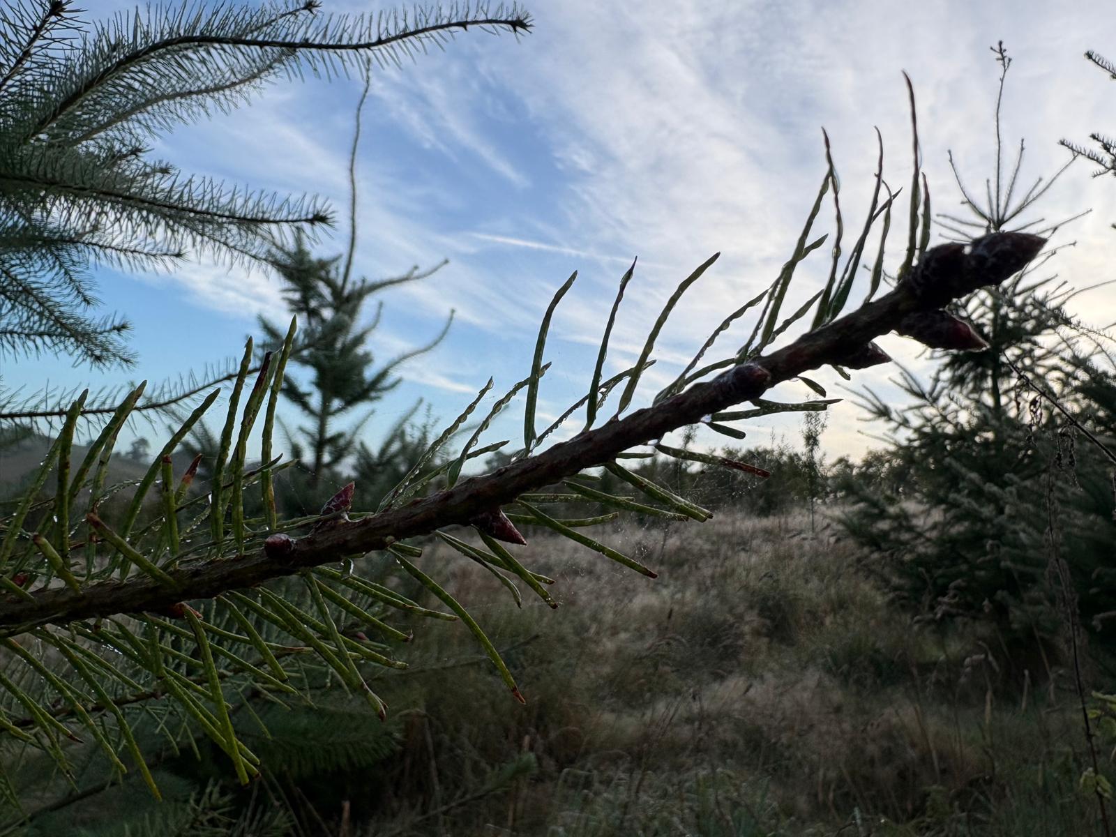 Conifer branch with glistening morning water droplets set against woodland horizon
