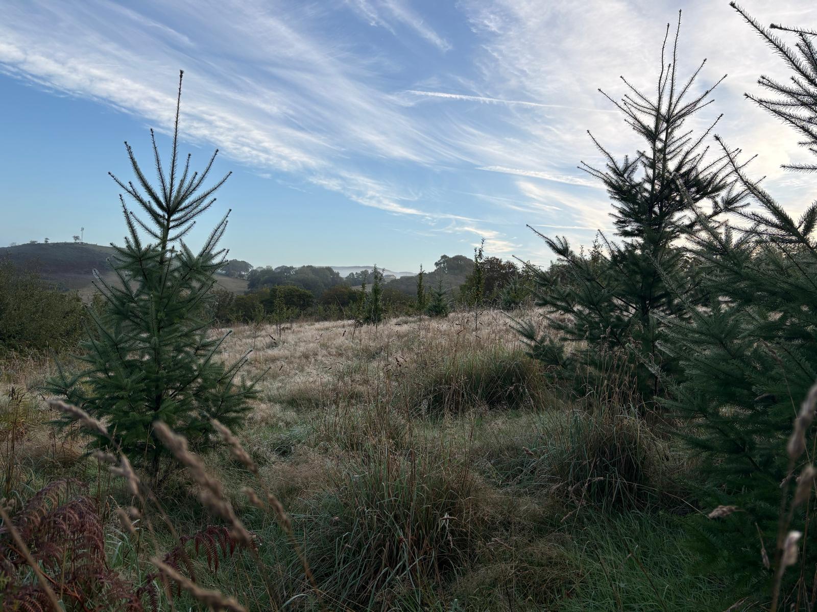 Young pine trees in open dewy meadow bordered by rolling Welsh hills