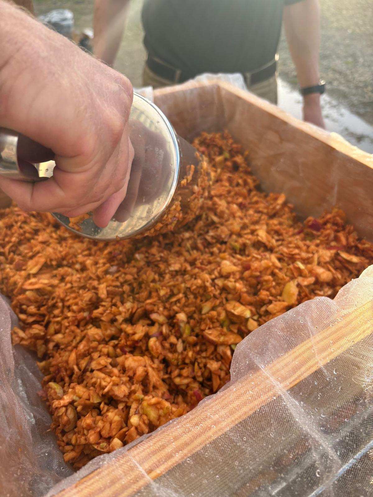Hand scooping milled apple pomace into a wooden cider press with mesh lining